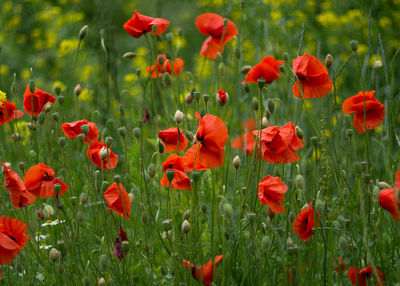 Close-up of red poppy flowers in field