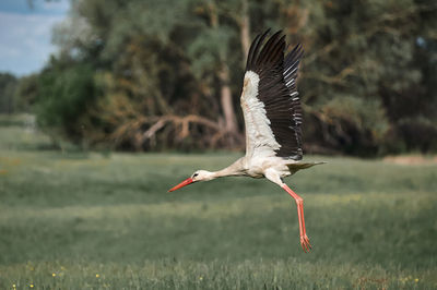 Dult stork flies over an empty field, village