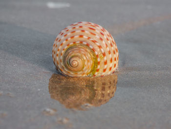 Close-up of shell on road