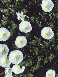 Close-up of fresh white flowers floating in water