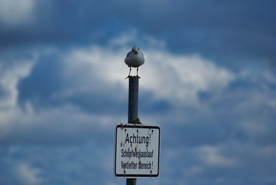 Seagull perching on a sign