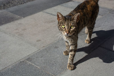 Portrait of tabby cat on footpath