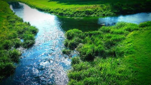 Scenic view of river in forest