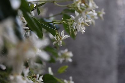Close-up of white flowering plant