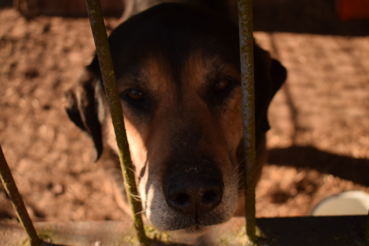 CLOSE-UP PORTRAIT OF DOG OUTDOORS