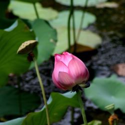 Close-up of pink lotus water lily