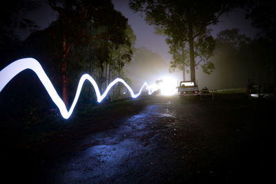 Illuminated trees at night