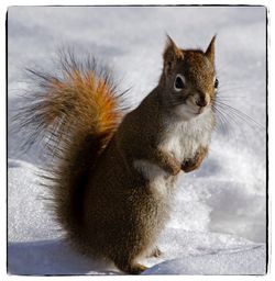 Close-up of squirrel