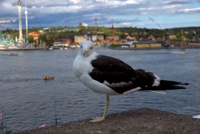 Seagull perching on a sea