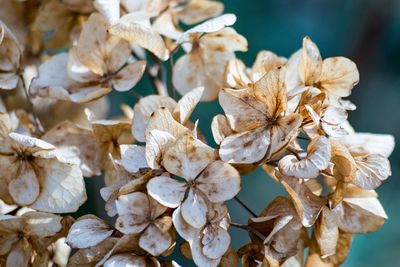 Close-up of flowers blooming outdoors