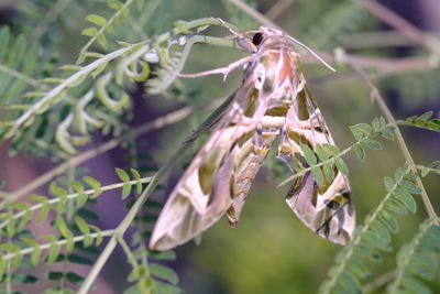 Close-up of plant