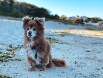 Portrait of dog sitting on beach