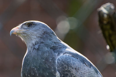 Close-up of pigeon