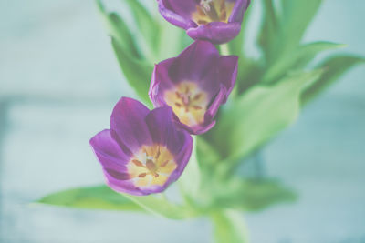 Close-up of flowers blooming outdoors