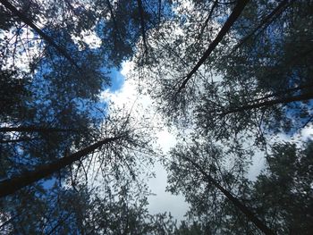 Low angle view of trees against sky