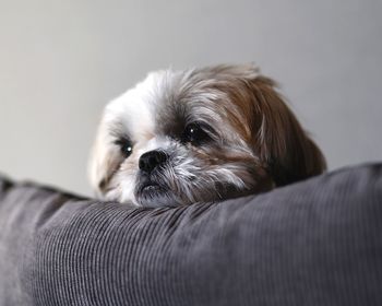 Close-up of dog on sofa at home