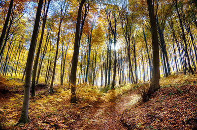 Trees on field in forest during autumn