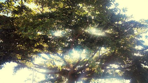 Low angle view of trees