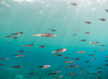 School of calamaris swimming in the caribbean ocean