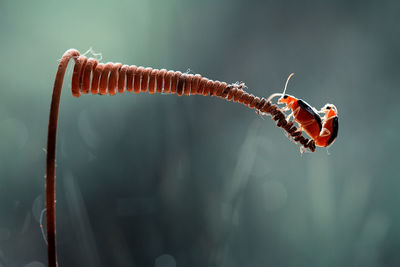 Close-up of insects mating on plant 