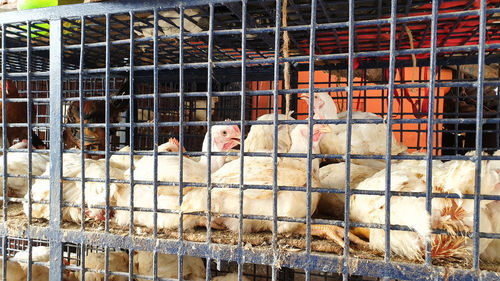 Birds in cage
