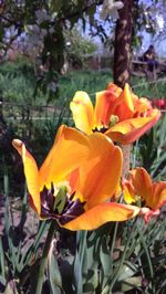 Close-up of yellow flower blooming outdoors