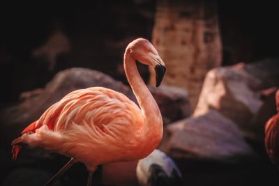 Close-up of a duck