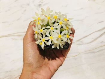 Close-up of hand holding flower