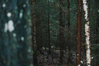 Close-up of tree trunk in forest