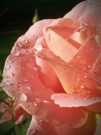 Close-up of water drops on flower