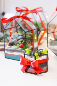 Close-up of potted plant on table