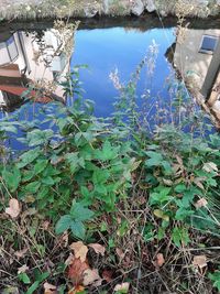 High angle view of plants by lake against sky