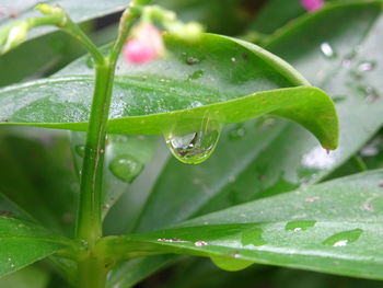 Close-up of wet plant leaves during rainy season