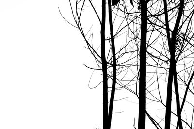 Low angle view of bare trees against clear sky