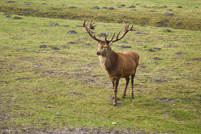 Deer standing on field