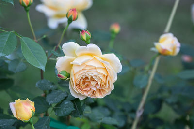 Close-up of rose plant