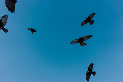 Low angle view of jackdaws flying in mid-air against clear blue sky