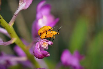 Mating orchid loving leaf beetles 