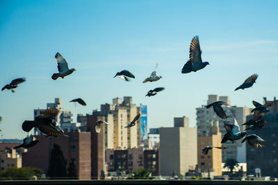 Pigeons flying in city against sky