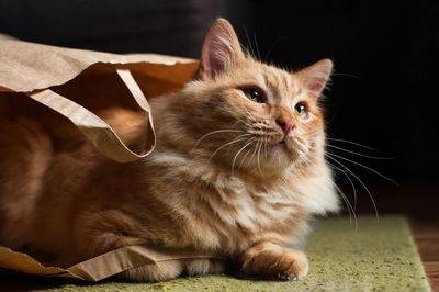 Close-up of cat looking away at home