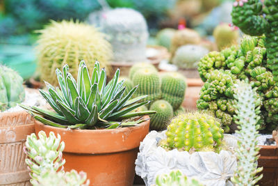 Succulents and cactus in different clay pot