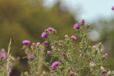 Close-up of pink flowering plants on field