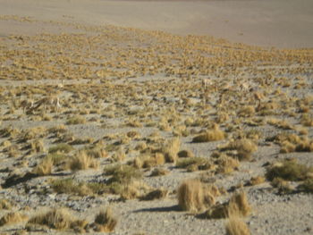 Scenic view of landscape