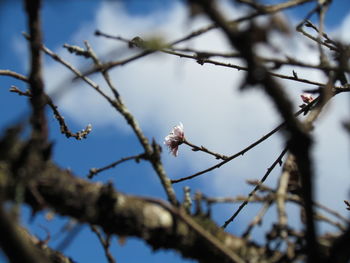 Close-up of white flowers on branch