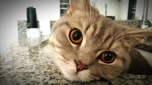 Close-up portrait of cat at home