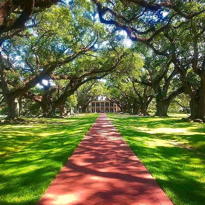 tree, green color, the way forward, growth, tranquility, grass, diminishing perspective, park - man made space, nature, footpath, beauty in nature, tree trunk, tranquil scene, walkway, shadow, vanishing point, green, pathway, branch, sunlight