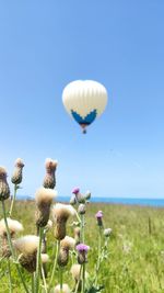 Close-up of white flowering plants on field against blue sky