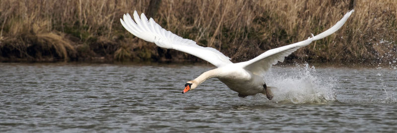 Seagull flying over lake