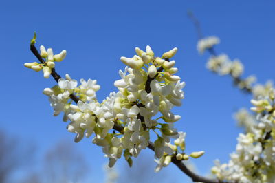 Close-up of fresh white flowers against blue sky