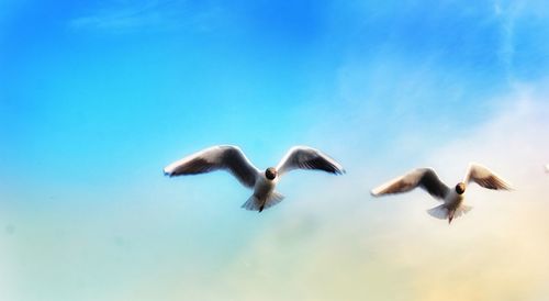 Low angle view of seagulls flying in sky